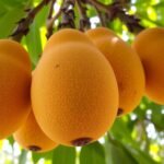 Discover Sweet Chikoo: A Tropical Fruit Delight ibomma movies