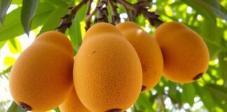 Discover Sweet Chikoo: A Tropical Fruit Delight ibomma movies